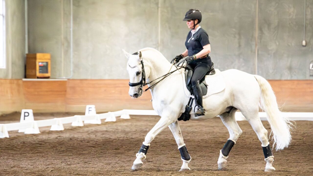 Dressage rider performing half halt on grey horse