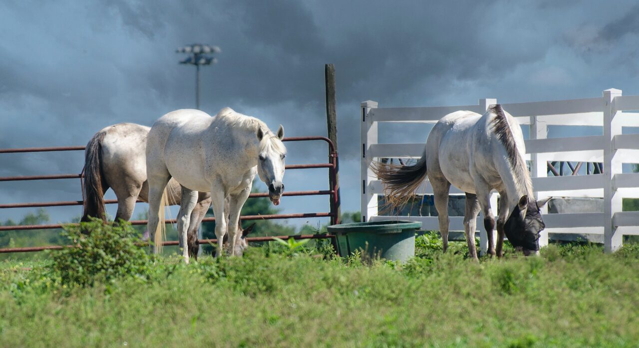 Equine Emergency Disaster Fund Applications Now Open