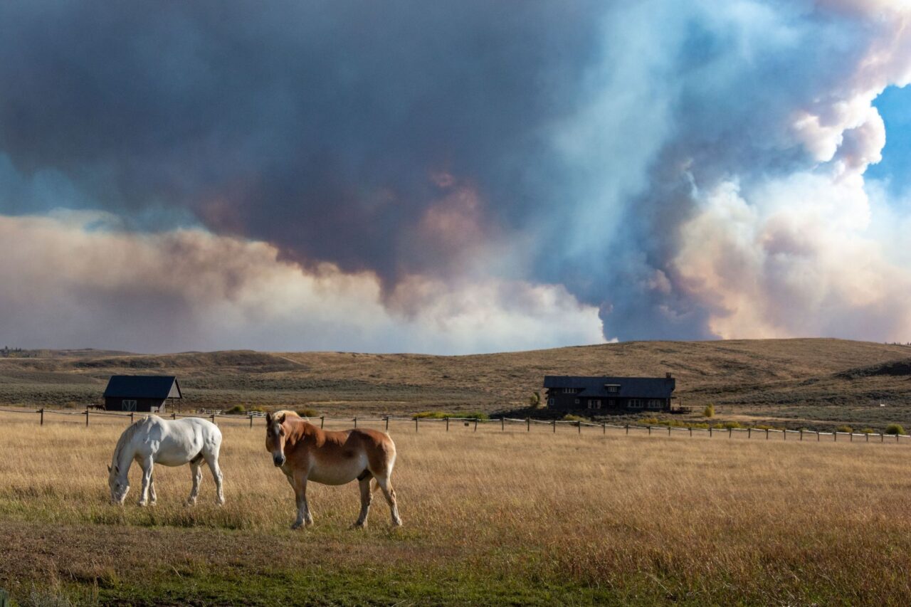 Emergency Help Directory Created for Equines in Need