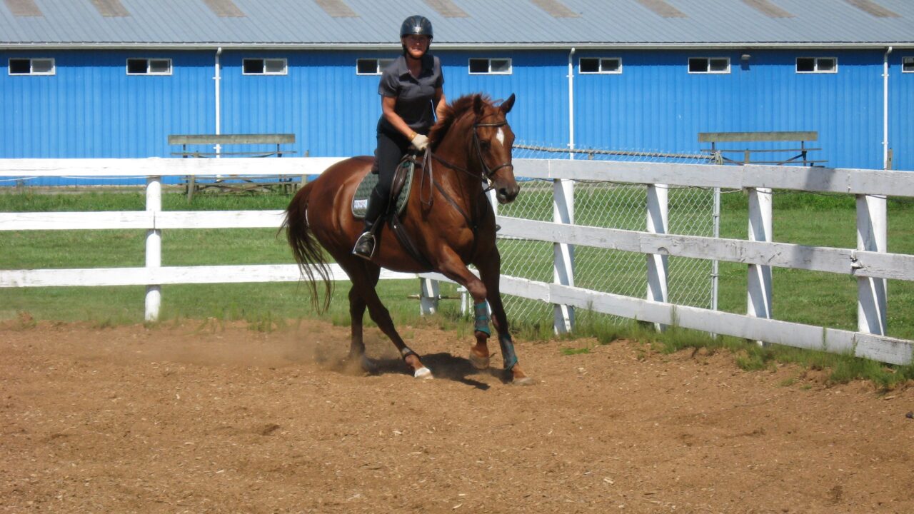 Landy cantering in arena on a chesnut horse in English tack
